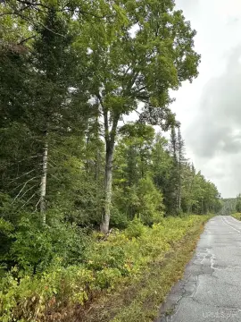 Wooded Land Parcel