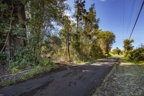 Forested Land in Volcano, Hawaii