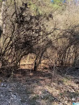 Wooded Lot Near Logan Martin