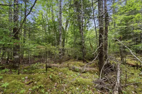 Wooded Recreational Land Parcel