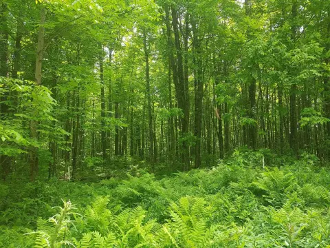 Wooded Hunting Land with National Forest