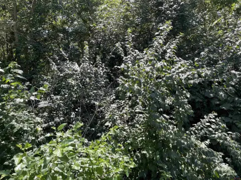 Vacant City Lot in Sedalia