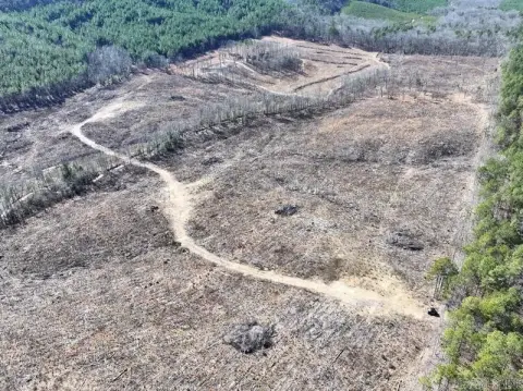 Hatton, AR Pine Plantation Acreage