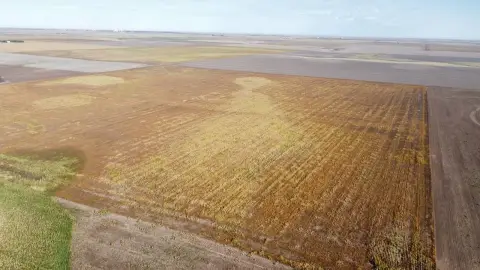 Corn Farmland