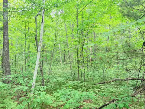 Wooded Lake-Adjacent Home Site