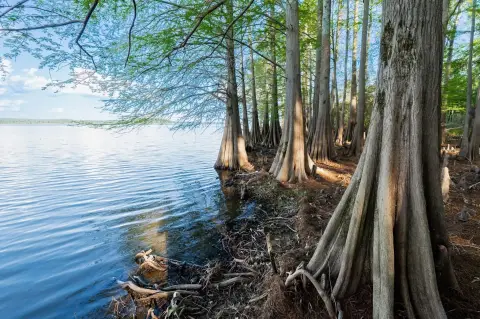 Lake O' the Pines Waterfront