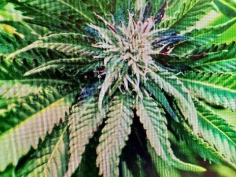 Cannabis Dispensary License Included