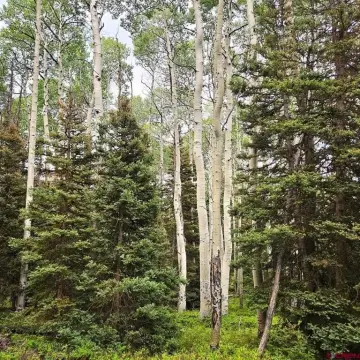 Arrowhead One Acre Lot