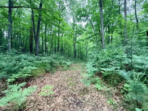Wooded Waterfront Recreational Land