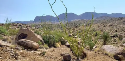 60 Acres Terlingua Ranch Land