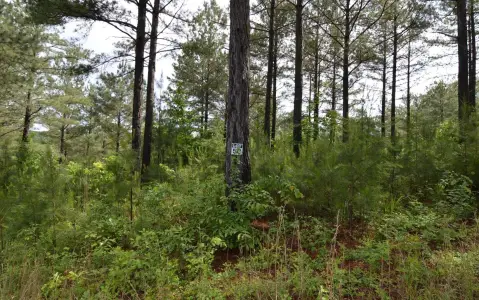 Blairsville, GA Vacant Land