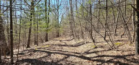 Wooded Hunting Land
