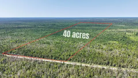 Wooded Hunting Land on County Road 415