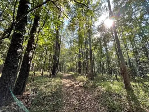 79 Acres Hunter's Paradise