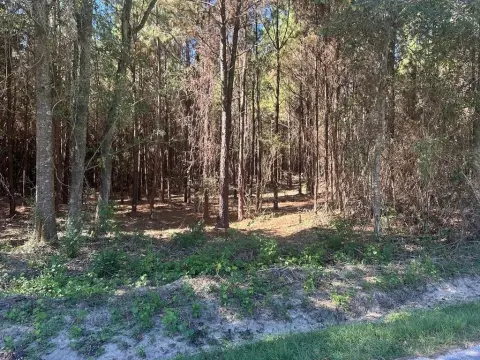 20 Acres of Pine Land
