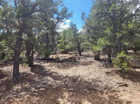 Wooded Recreational Land Parcel