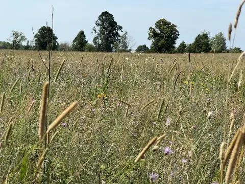 Native Prairie Farmland