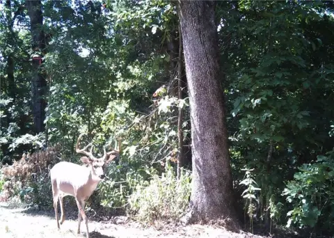 56.83 Acres in Gravette, AR