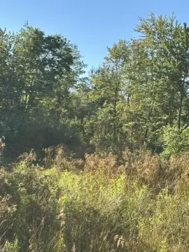 Private Woodland Hunting Land