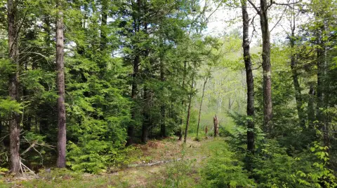 Land Near Lake St. George