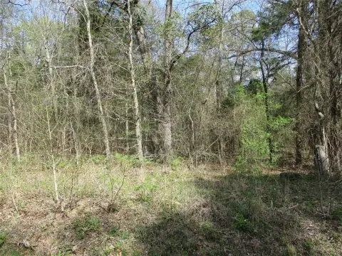 Wooded Land Near Lake Fork