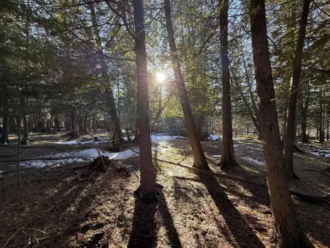 40 Acres Wooded Land Parcel