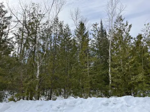 Wooded Land in Presque Isle