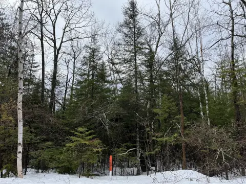 Wooded Land in Presque Isle