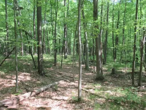Residential Land in Harrison, MI