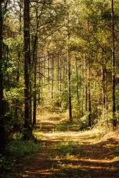 Timbered Recreational Land