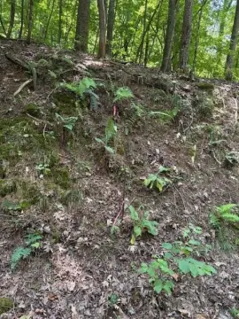 Wooded Lot in Gated Community