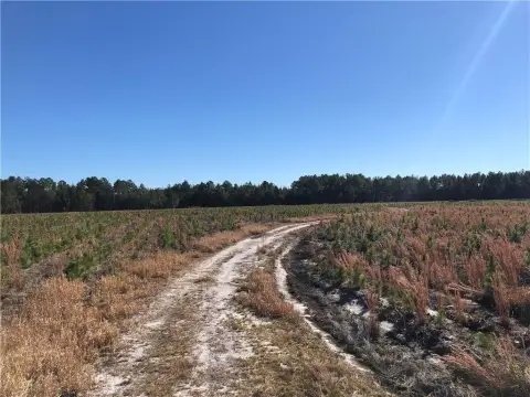 901 Acres Hunting Land, Folkston