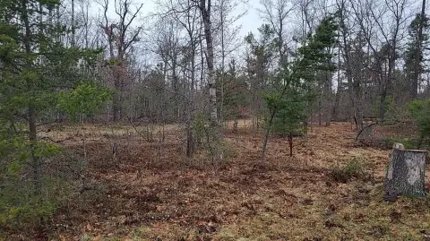 Wooded Land Parcel in Grayling