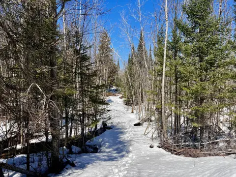 40.44 Acres in Cheboygan, MI