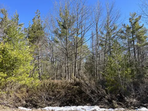 Wooded Land Near Presque Isle