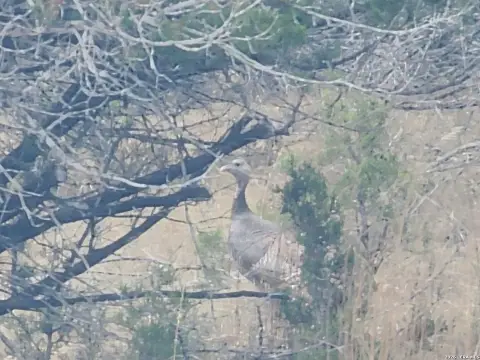 Bandera, TX Land with Amenities