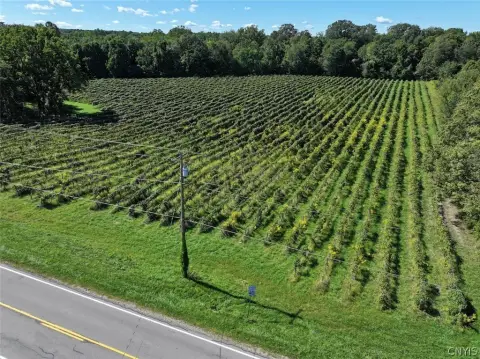 Vineyard Property with Road Frontage