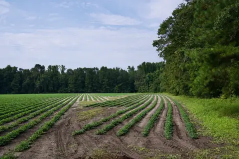 Hampton County Farm and Estate