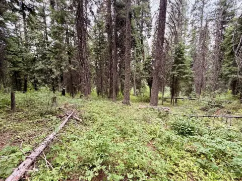 Treed Mountain Land