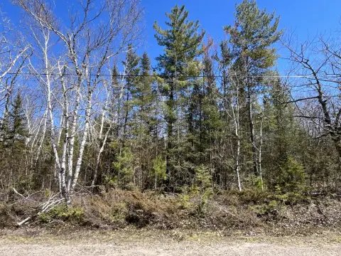 Wooded Lot Near Presque Isle