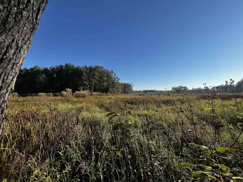 Hunting Land with Pine Timber
