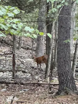 Wooded Lot in Hawley, PA
