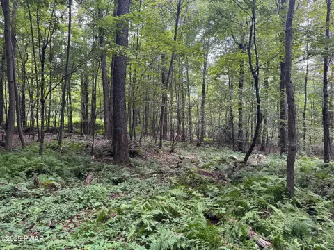 Wooded Land in Honesdale, PA