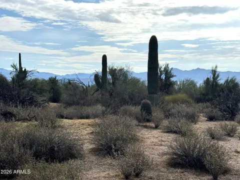 Desert-Heavy Vegetation Land Parcel