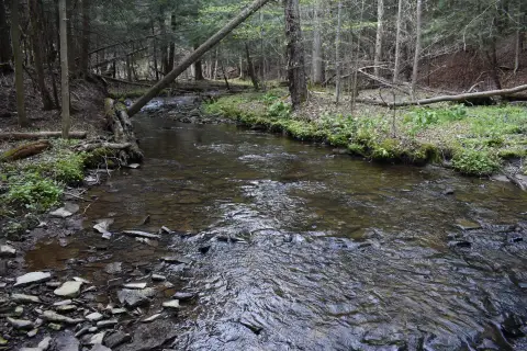 Wooded Hunting Land with Stream