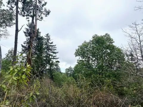 164 Acres of Forest Land