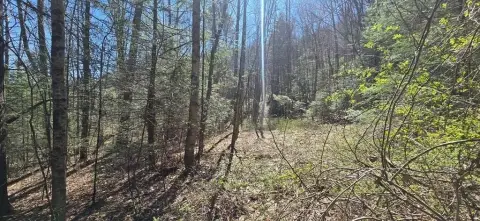 Wooded Parcel in Shady Spring