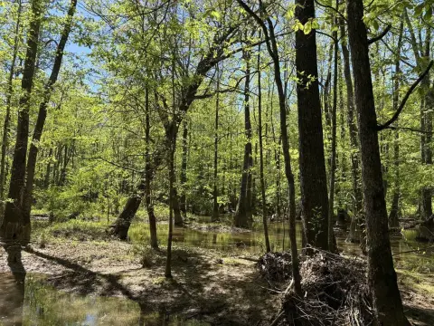 Creekfront Hunting Land