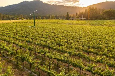 Organic Vineyard Land in Grants Pass