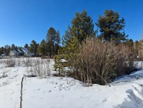Wooded Lot with Tamarack Views